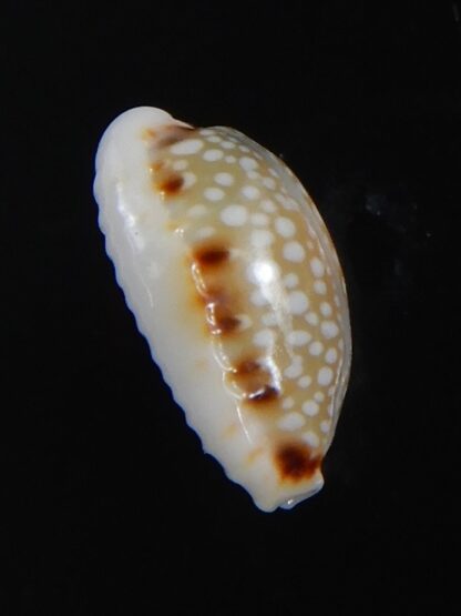 Naria labrolineata helenae 11.57 mm Gem -72233