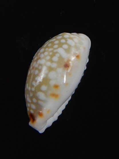 Naria labrolineata helenae 11.57 mm Gem -72237