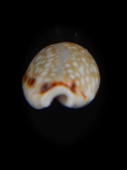 Naria labrolineata helenae 11.57 mm Gem -72236