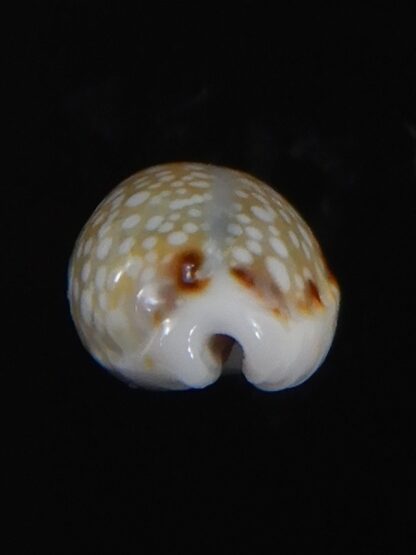 Naria labrolineata helenae 11.57 mm Gem -72234