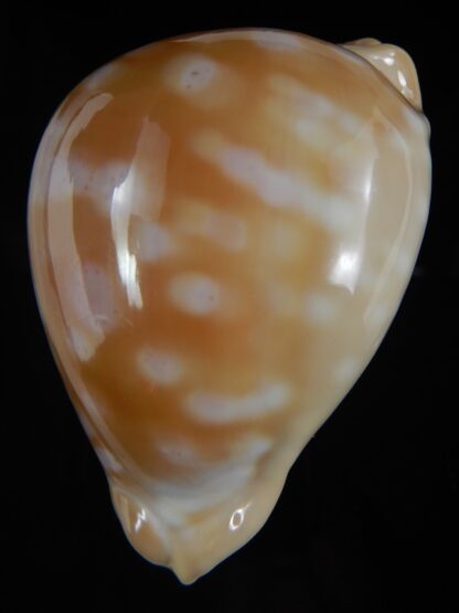 Callistocypraea leucodon escotoi ..big size .. 79.92 mm Gem -72403