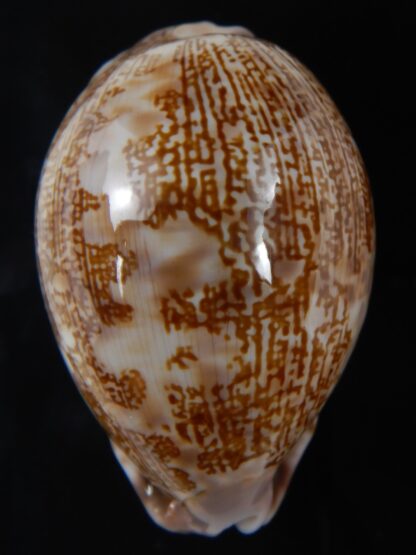 Leporicypraea mappa admirabilis 65.55 mm Gem-72411