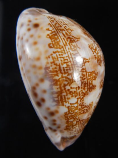 Leporicypraea mappa admirabilis 65.55 mm Gem-72417