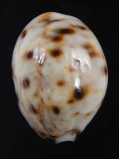 Lyncina lynx.. Dwarf Ball ... 24.76 mm Gem-72439