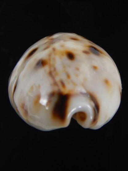 Lyncina lynx.. Dwarf Ball ... 24.76 mm Gem-72444