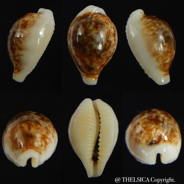 Eclogavena dayritiana dani .. DARK ... 20.91 mm Gem-0