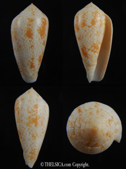 Floraconus cocceus 46.57 mm Gem -0