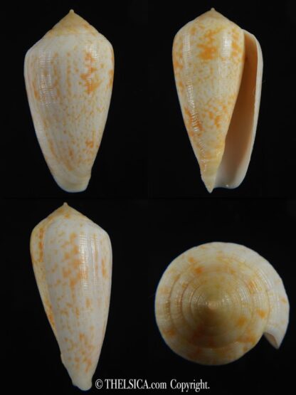 Floraconus cocceus 50.26 mm Gem-0