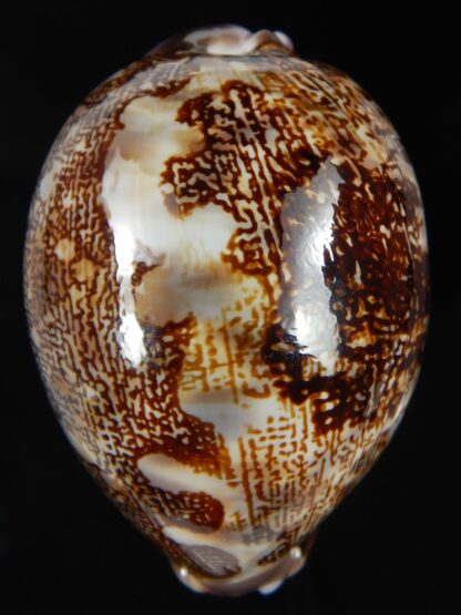 Leporicypraea mappa curvati ... Exceptional... 72.30 mm Gem-71442