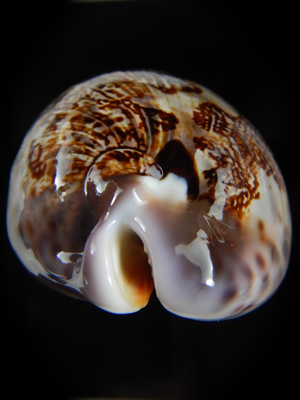 Leporicypraea mappa curvati ... Exceptional... 72.30 mm Gem-71445