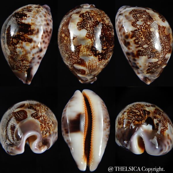 Leporicypraea mappa curvati ... Exceptional... 72.30 mm Gem-0