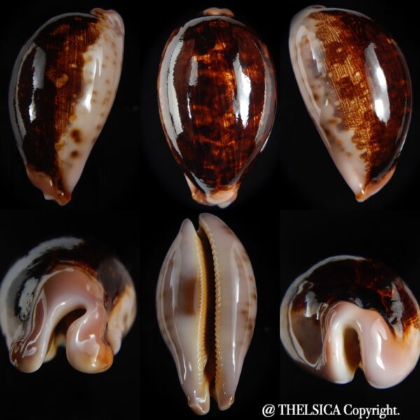 Leporycipraea mappa viridis montrouzieri N&R 79.66 mm Gem-0