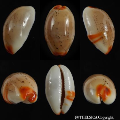 Luria isabella " Aruni" 24.54 mm Gem-0