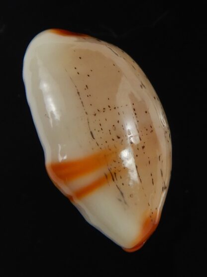 Luria isabella " Aruni" 24.54 mm Gem-71861
