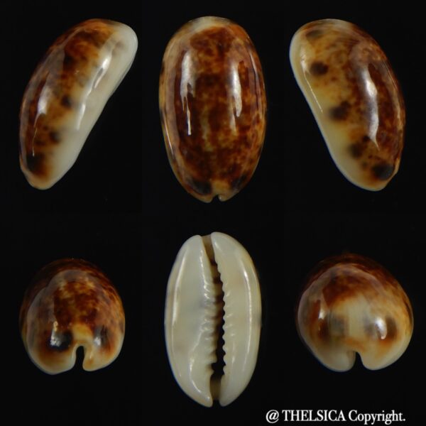 Melicerona listeri melvilli N&R 17.26 mm Gem-0