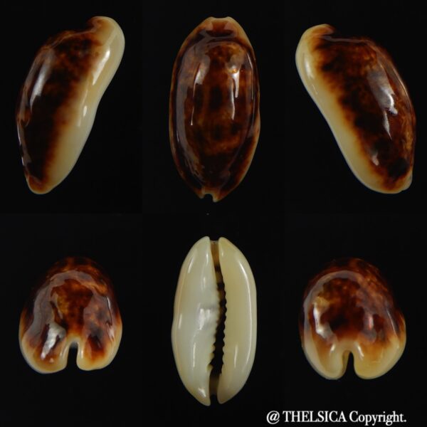 Melicerona listeri melvilli N&R 19.64 mm Gem -0