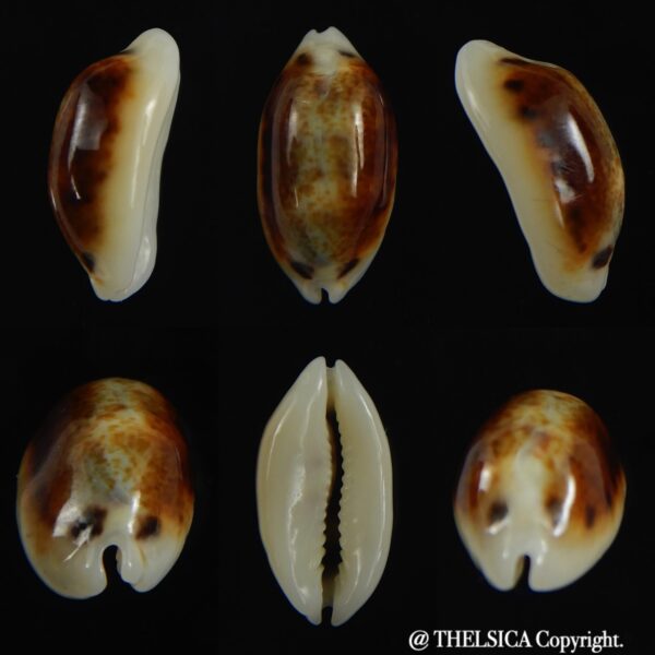 Melicerona listeri melvilli N&R 20.43 mm Gem-0