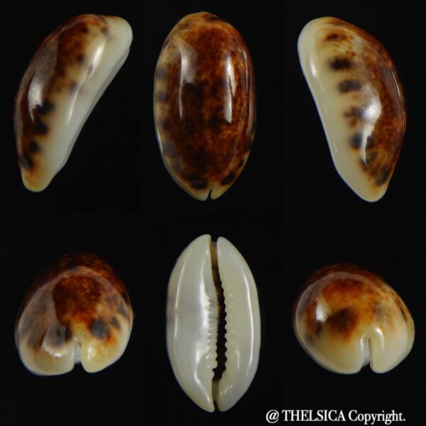 Melicerona listeri melvilli N&R 22.04 mm Gem-0