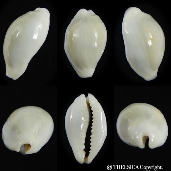 Monetaria annulus annulus ..Freack ... 24.70 mm Gem-0