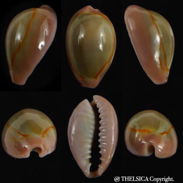 Monetaria annulus circumpicta 20.26 mm Gem-0