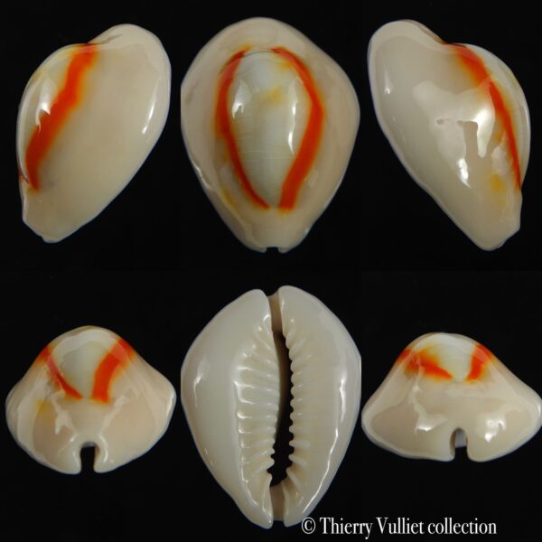 Monetaria annulus N&R 26.95 mm Gem-0