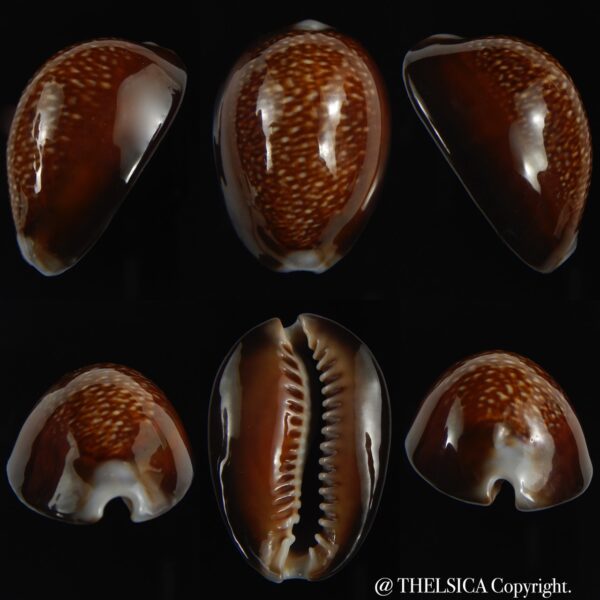 Monetaria caputdraconis Big size ... 36.50 mm Gem-0
