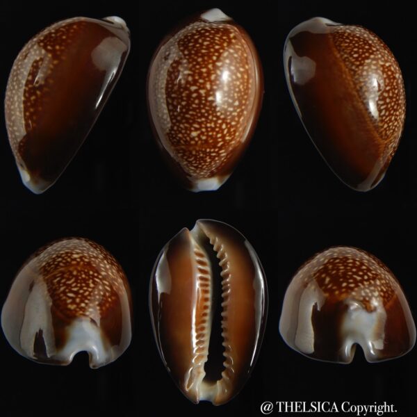 Monetaria caputdraconis Big size ... 40.74 mm Gem -0
