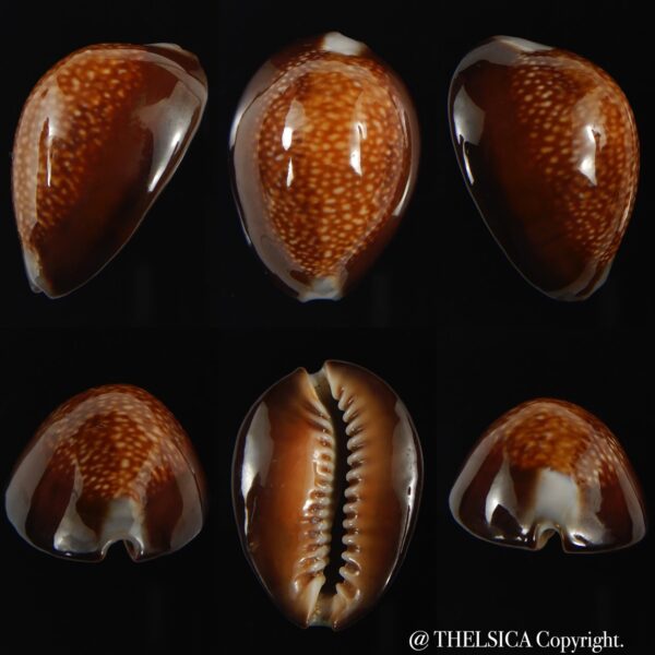 Monetaria caputdraconis 30.41 mm Gem-0
