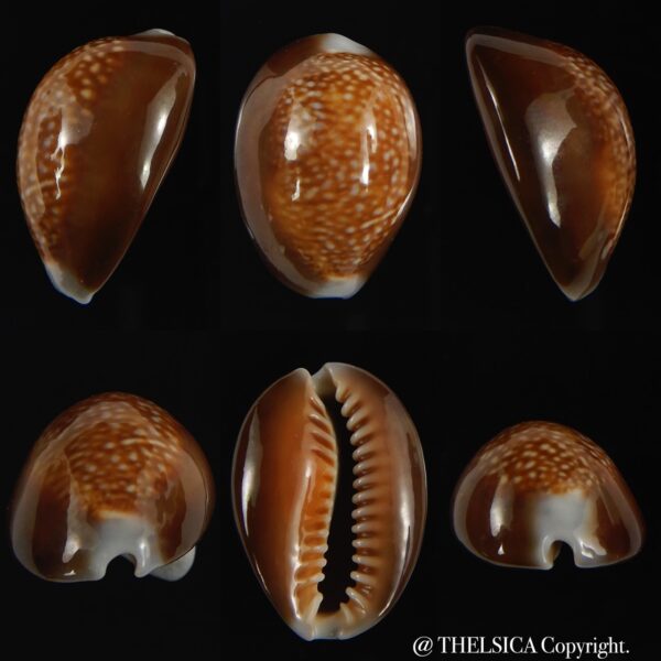 Monetaria caputdraconis 26.12 mm Gem-0