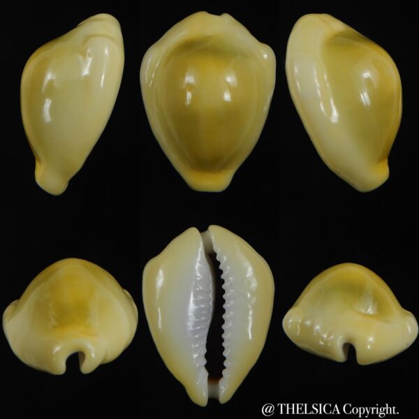 Monetaria moneta icterina 35.16 mm Gem-0