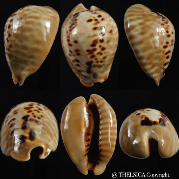 Muracypraea mus mus 37.25 mm Gem-0