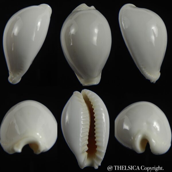 Naria eburnea eburnea... GIANT ... 43.82 mm Gem -0