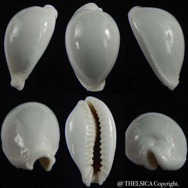 Naria eburnea eburnea... GIANT ... 47.36 mm Gem -0