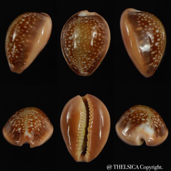 Naria englerti 23.20 mm Gem-0