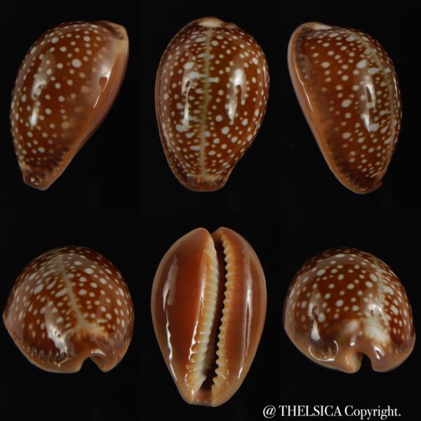 Naria englerti 28.83 mm Gem -0