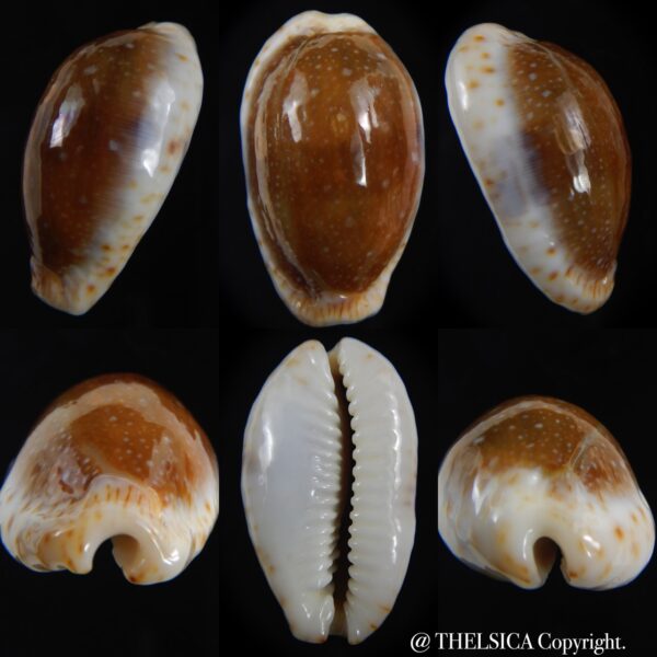 Naria erosa chlorizans.. chocolat ... 36.26 mm Gem-0