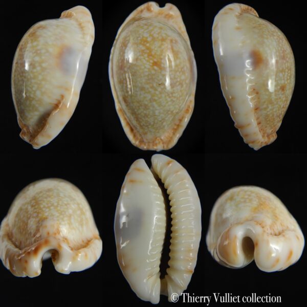 Naria erosa chlorizans..Giant... 50.19 mm Gem-0