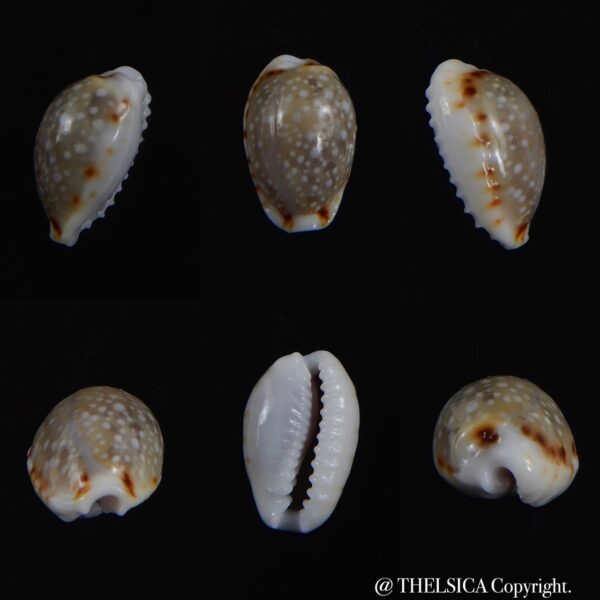 Naria labrolineata helenae 11.48 mm Gem-0