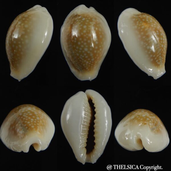 Naria miliaris ..26.64 mm Gem-0