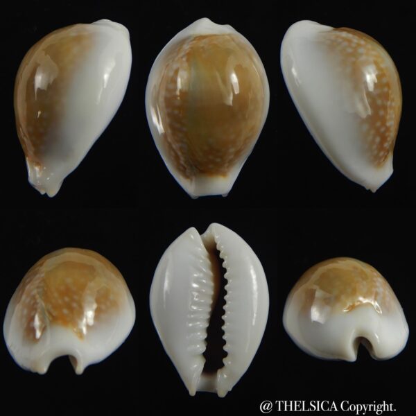Naria miliaris miliaris.. DWARF... 22.65 mm Gem -0