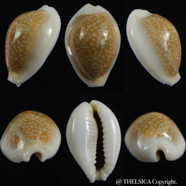 Naria miliaris miliaris.. DWARF... 26.13 mm F+++/Gem-0