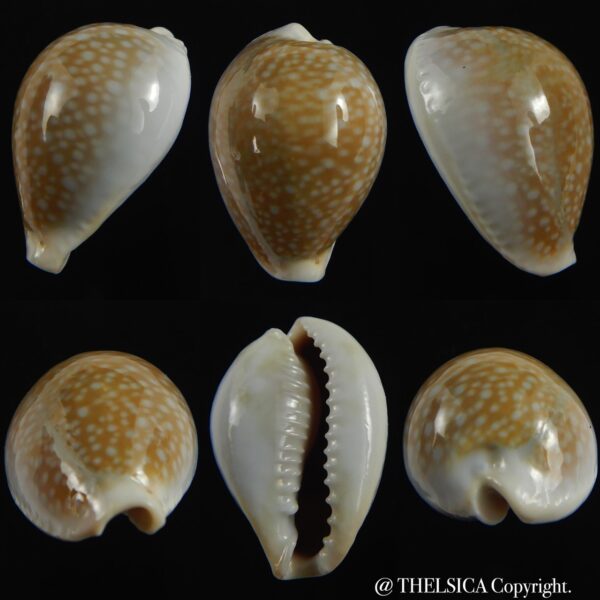 Naria miliaris miliaris.. DWARF... 26 mm Gem-0
