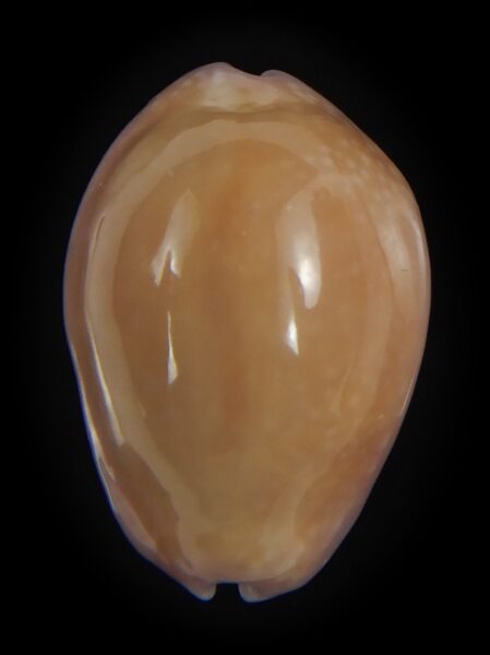 Naria poraria N&R 25.13 mm Gem -71075