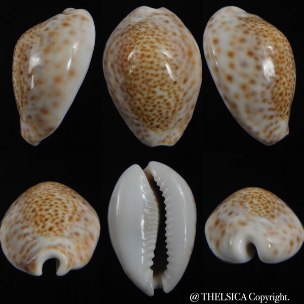 Naria turdus winkworthi 44.55 mm Gem-0