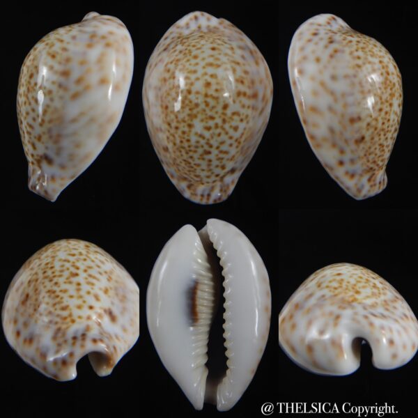 Naria turdus winkworthi 50.02 mm Gem -0