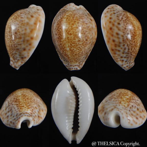 Naria turdus winkworthi 47.05 mm Gem -0