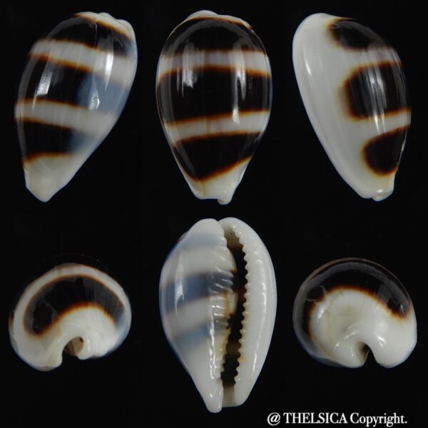 Palmadusta asellus asellus .. BIG size ... 23.20 mm Gem-0