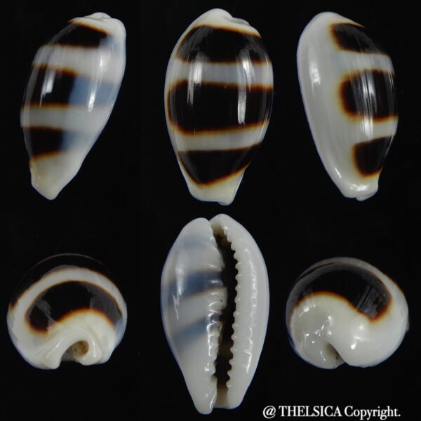 Palmadusta asellus asellus .. BIG size ... 23.84 mm Gem-0