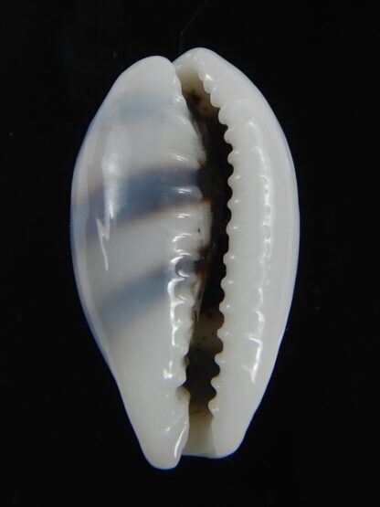 Palmadusta asellus asellus .. BIG size ... 23.84 mm Gem-71944