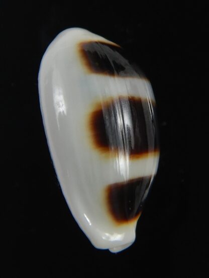 Palmadusta asellus asellus .. BIG size ... 23.84 mm Gem-71945